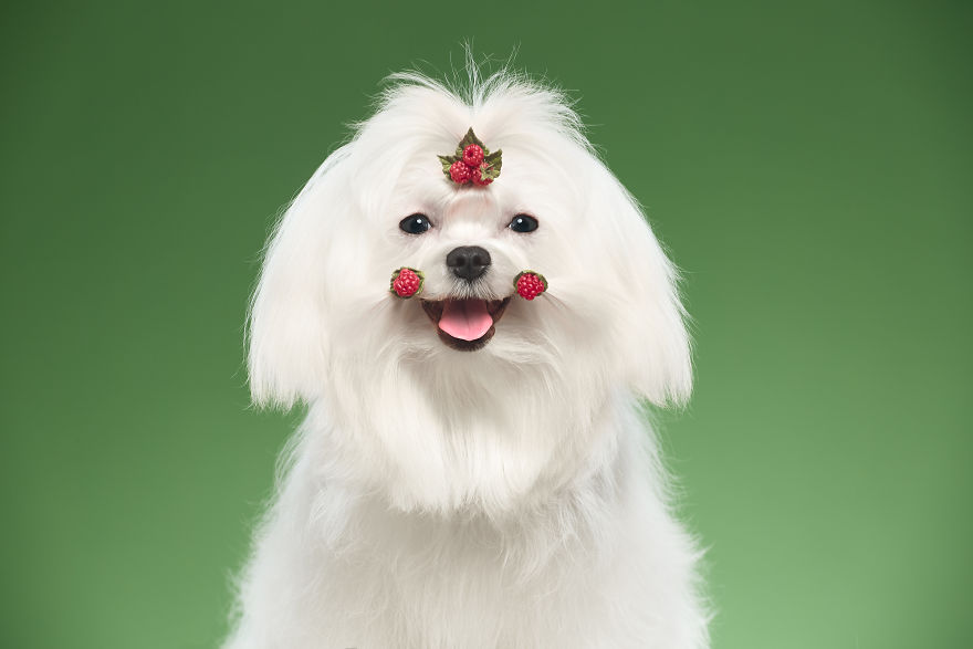 What If Dogs Had Their Own Oscar? Choose Your Favourite Nominee. What If Dogs Had Their Own Oscar? Choose Your Favourite Nominee.