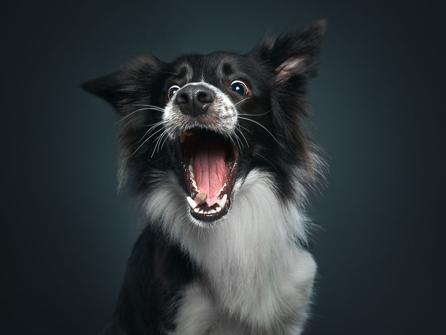 What If Dogs Had Their Own Oscar? Choose Your Favourite Nominee.