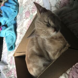 nataliablanco avatar