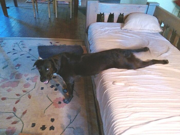 Evie Needs To Get Up, But Doesn't Want To Leave The Comfort Of The Couch. She'll Stay Like This For A Couple Minutes If She's Not Disturbed