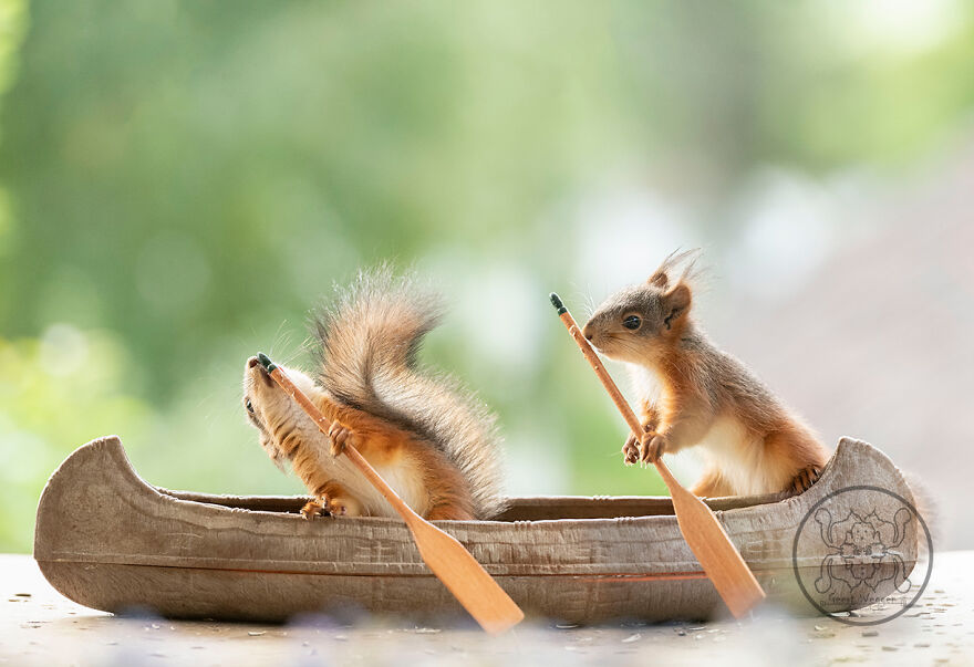 I Spent Almost A Decade Capturing Red Squirrel Photos And Here Is A Small Selection Of The Past Half Year.