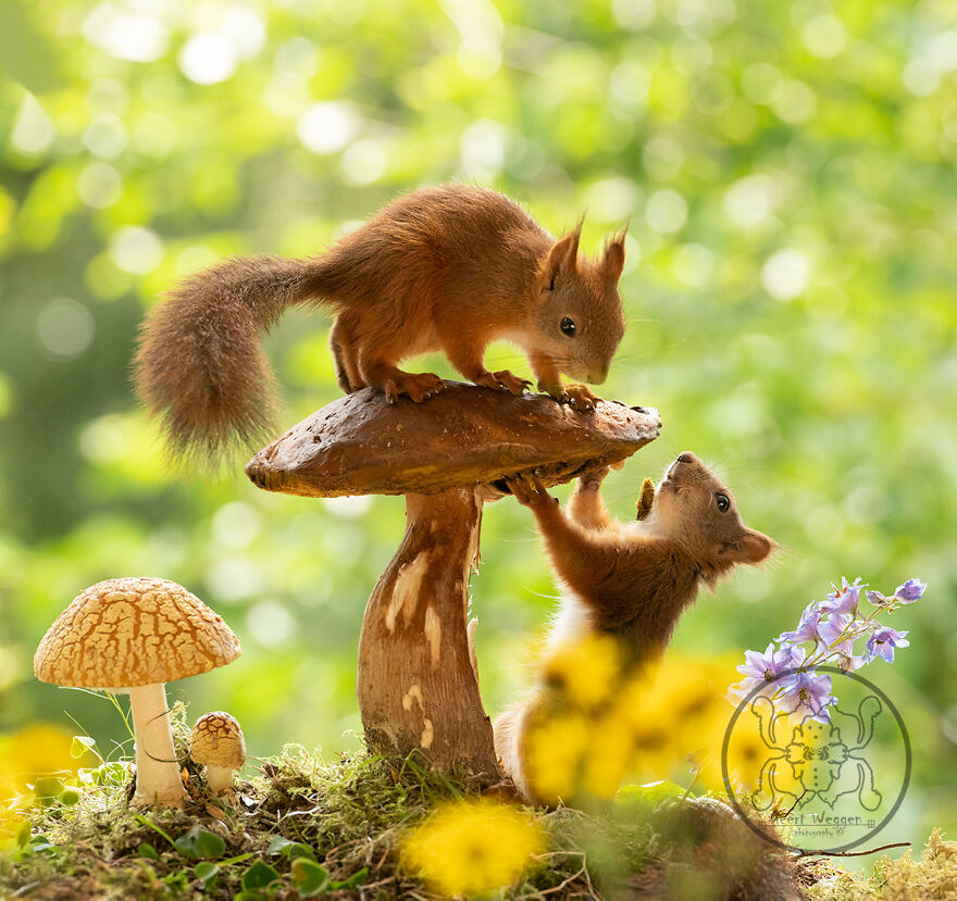 I Spent Almost A Decade Capturing Red Squirrel Photos And Here Is A Small Selection Of The Past Half Year.