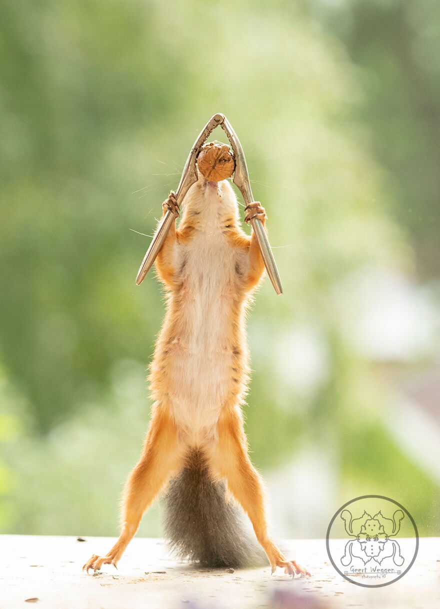 I Spent Almost A Decade Capturing Red Squirrel Photos And Here Is A Small Selection Of The Past Half Year.