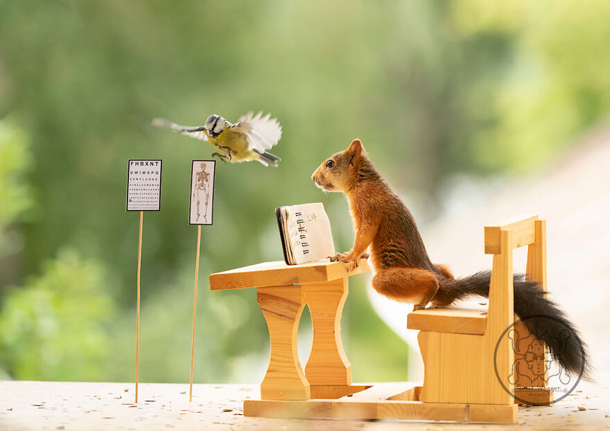 I Spent Almost A Decade Capturing Red Squirrel Photos And Here Is A Small Selection Of The Past Half Year.