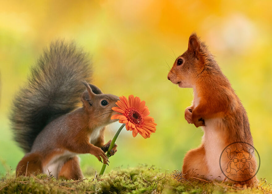 I Spent Almost A Decade Capturing Red Squirrel Photos And Here Is A Small Selection Of The Past Half Year.