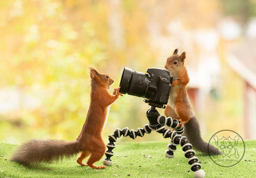I Spent Almost A Decade Capturing Red Squirrel Photos And Here Is A Small Selection Of The Past Half Year.