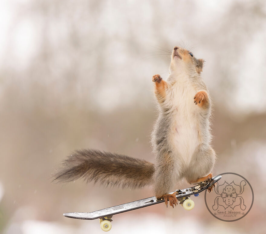 I Spent Almost A Decade Capturing Red Squirrel Photos And Here Is A Small Selection Of The Past Half Year.