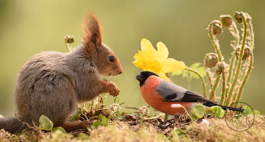 I Spent Almost A Decade Capturing Red Squirrel Photos And Here Is A Small Selection Of The Past Half Year.