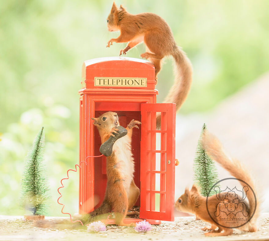 I Spent Almost A Decade Capturing Red Squirrel Photos And Here Is A Small Selection Of The Past Half Year.