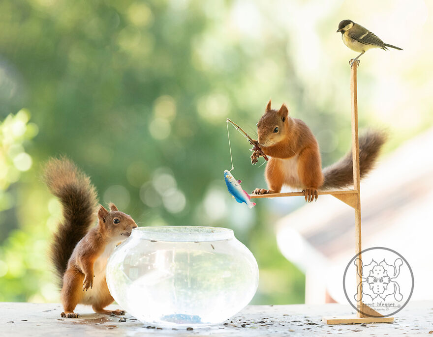 I Spent Almost A Decade Capturing Red Squirrel Photos And Here Is A Small Selection Of The Past Half Year.