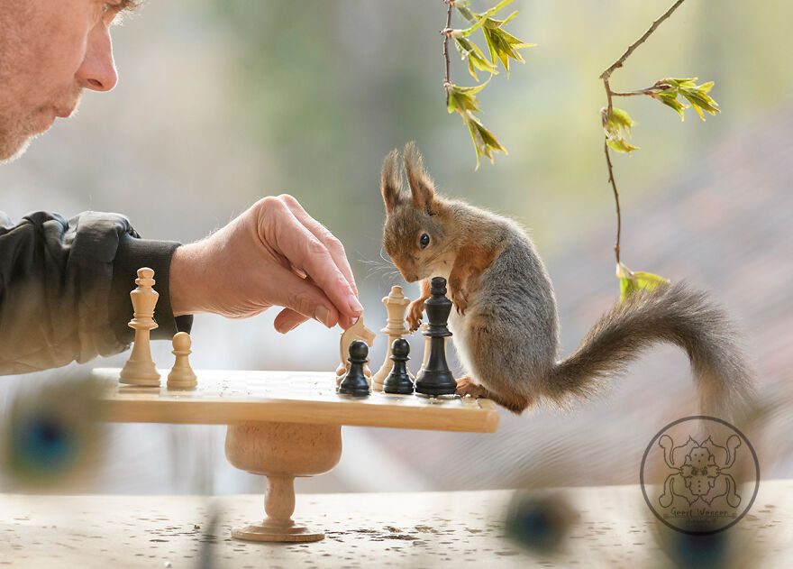 I Spent Almost A Decade Capturing Red Squirrel Photos And Here Is A Small Selection Of The Past Half Year.