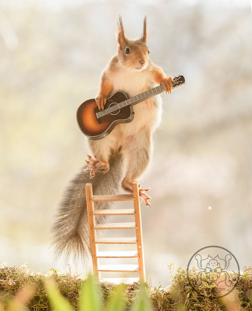 I Spent Almost A Decade Capturing Red Squirrel Photos And Here Is A Small Selection Of The Past Half Year.