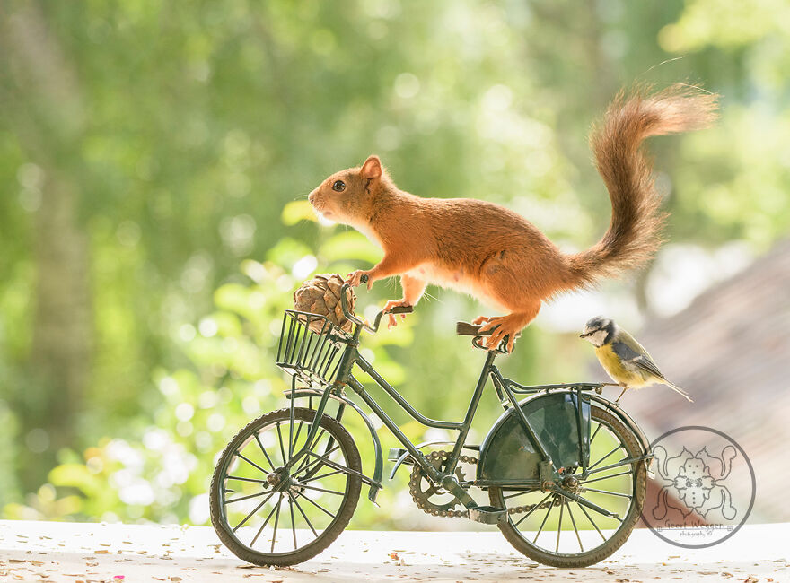 I Spent Almost A Decade Capturing Red Squirrel Photos And Here Is A Small Selection Of The Past Half Year.