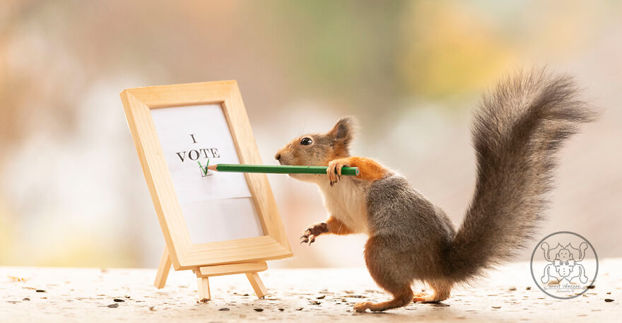 I Spent Almost A Decade Capturing Red Squirrel Photos And Here Is A Small Selection Of The Past Half Year.