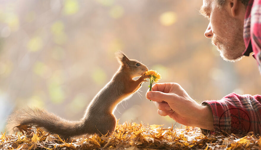 I Spent Almost A Decade Capturing Red Squirrel Photos And Here Is A Small Selection Of The Past Half Year.