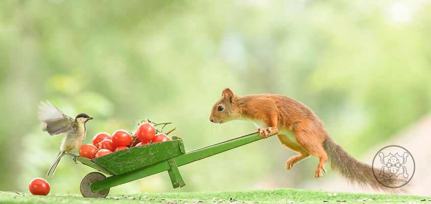 I Spent Almost A Decade Capturing Red Squirrel Photos And Here Is A Small Selection Of The Past Half Year.