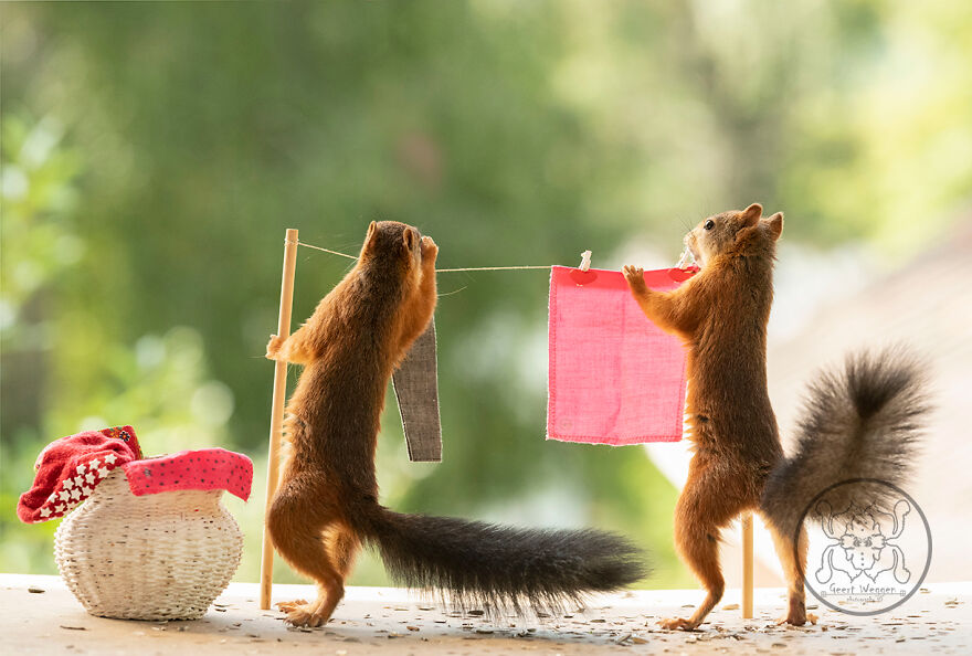 I Spent Almost A Decade Capturing Red Squirrel Photos And Here Is A Small Selection Of The Past Half Year.