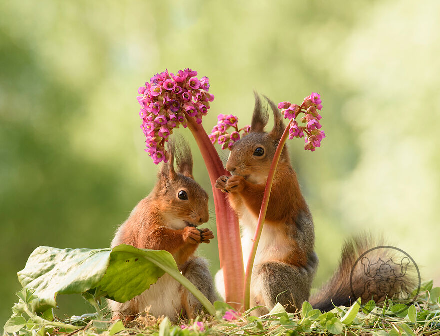 I Spent Almost A Decade Capturing Red Squirrel Photos And Here Is A Small Selection Of The Past Half Year.