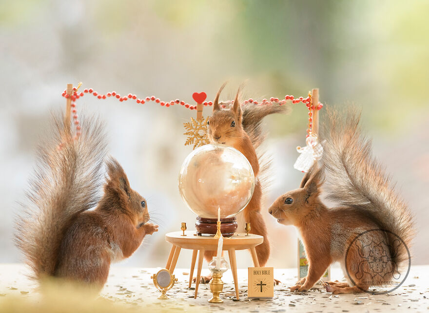 I Spent Almost A Decade Capturing Red Squirrel Photos And Here Is A Small Selection Of The Past Half Year.