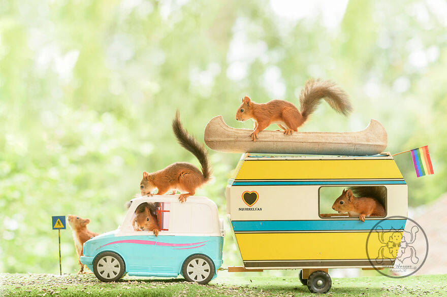 I Spent Almost A Decade Capturing Red Squirrel Photos And Here Is A Small Selection Of The Past Half Year.