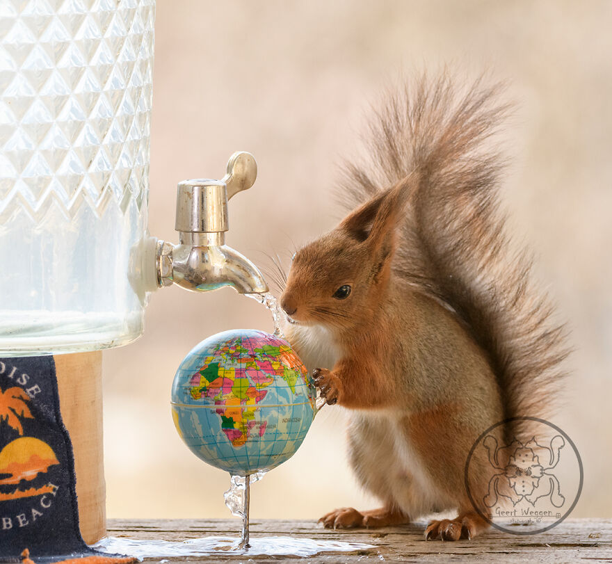 I Spent Almost A Decade Capturing Red Squirrel Photos And Here Is A Small Selection Of The Past Half Year.