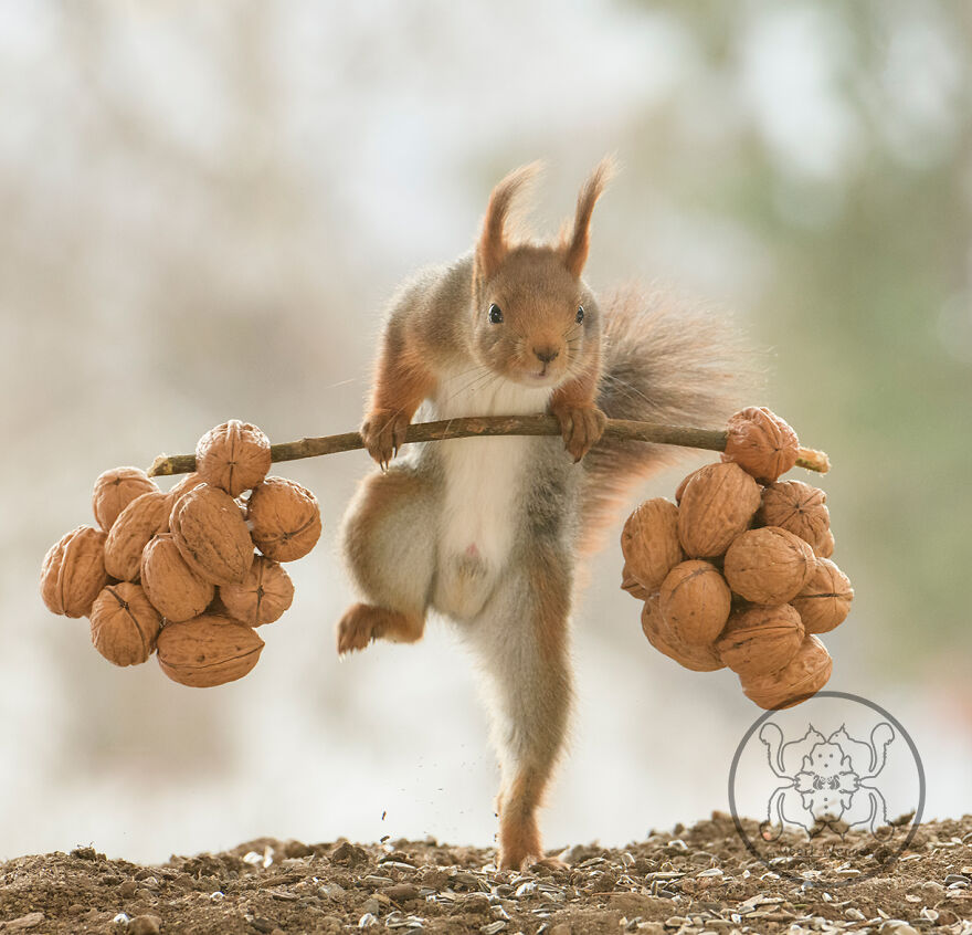 I Spent Almost A Decade Capturing Red Squirrel Photos And Here Is A Small Selection Of The Past Half Year.
