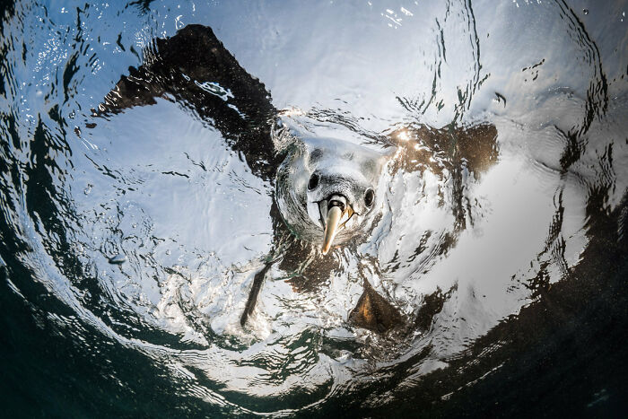 Highly Commended: 'Underwater Check' By Greg Lecoeur