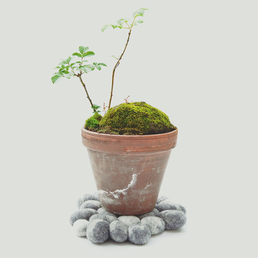 I Started Making Tiny Gardens At Home To Relax From My Everyday Job (28 Pics) I Started Making Tiny Gardens At Home To Relax From My Everyday Job (28 Pics)