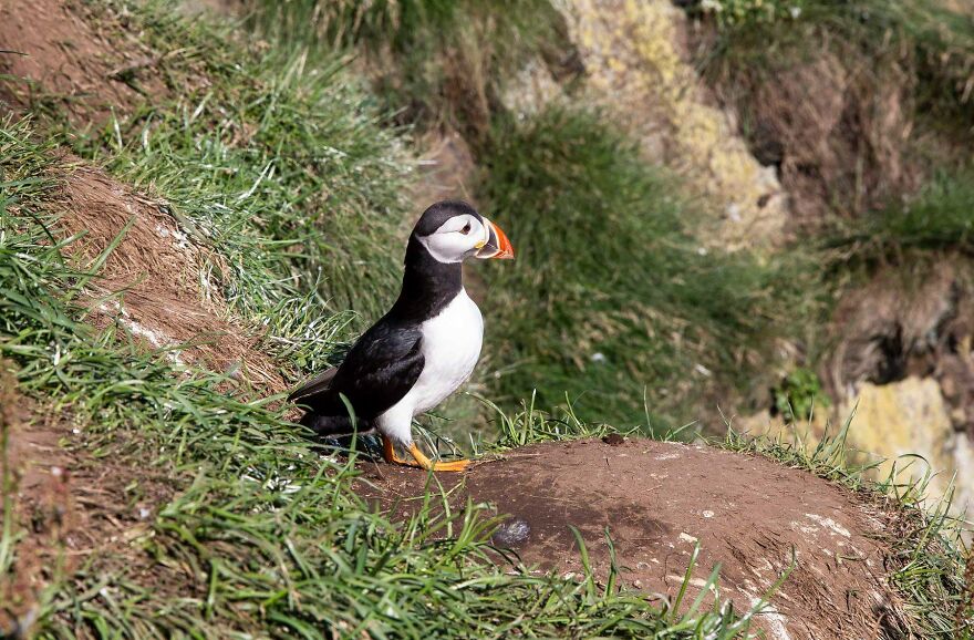 I Recorded The Sound Of Storm, Geysir, Puffins, Northern Lights And That Cave From "Game Of Thrones". Here Is The Sound Map Of Iceland. I Recorded The Sound Of Storm, Geysir, Puffins, Northern Lights And That Cave From "Game Of Thrones". Here Is The Sound Map Of Iceland.