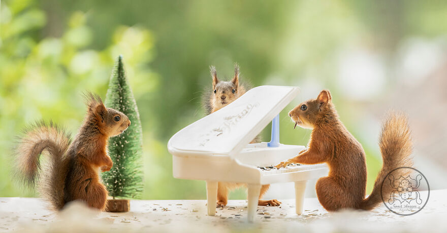 I Spent Almost A Decade Capturing Red Squirrel Photos And Here Is A Small Selection Of The Past Half Year.