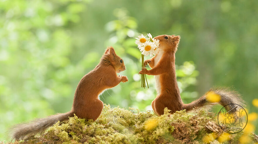 I Spent Almost A Decade Capturing Red Squirrel Photos And Here Is A Small Selection Of The Past Half Year.