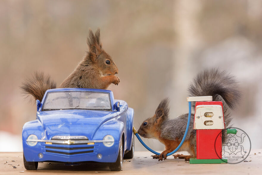 I Spent Almost A Decade Capturing Red Squirrel Photos And Here Is A Small Selection Of The Past Half Year.