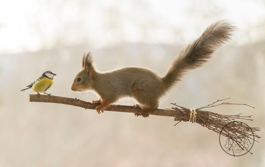 I Spent Almost A Decade Capturing Red Squirrel Photos And Here Is A Small Selection Of The Past Half Year.