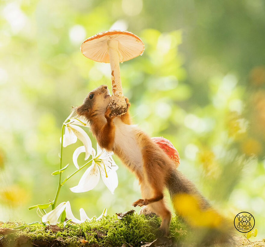 I Spent Almost A Decade Capturing Red Squirrel Photos And Here Is A Small Selection Of The Past Half Year.