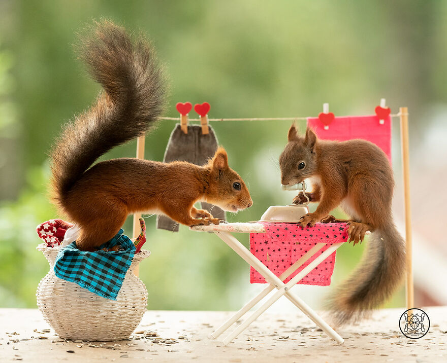 I Spent Almost A Decade Capturing Red Squirrel Photos And Here Is A Small Selection Of The Past Half Year.