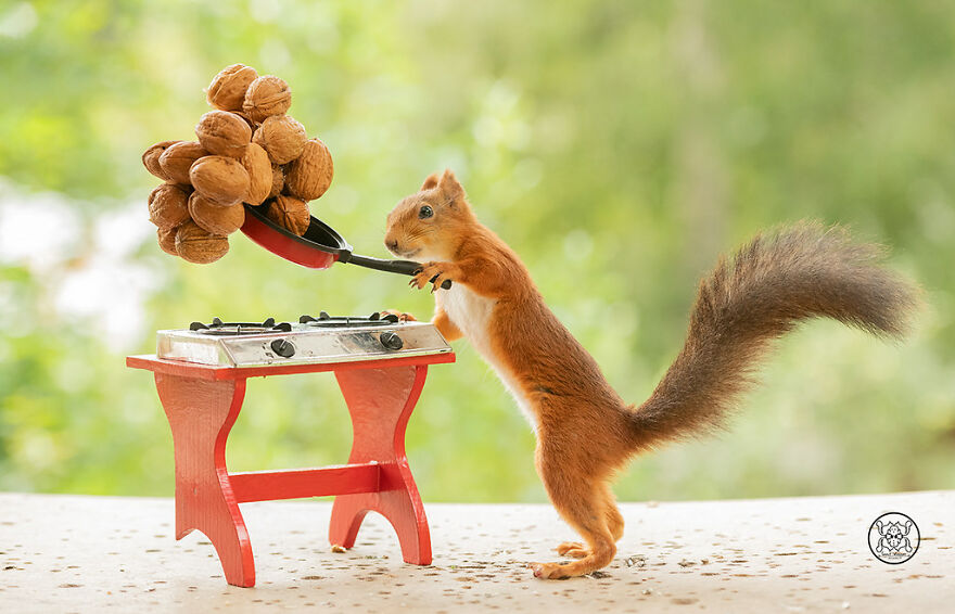 I Spent Almost A Decade Capturing Red Squirrel Photos And Here Is A Small Selection Of The Past Half Year.