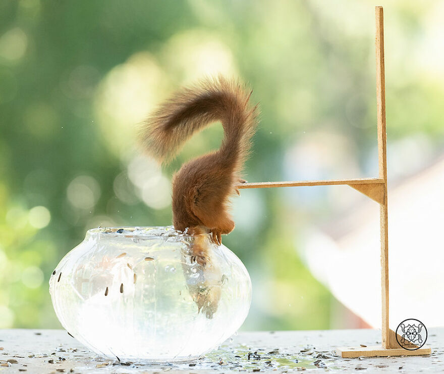 I Spent Almost A Decade Capturing Red Squirrel Photos And Here Is A Small Selection Of The Past Half Year.