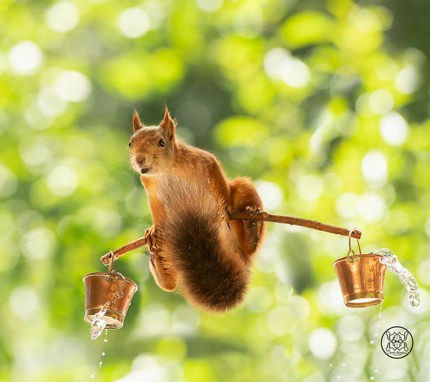 I Spent Almost A Decade Capturing Red Squirrel Photos And Here Is A Small Selection Of The Past Half Year.