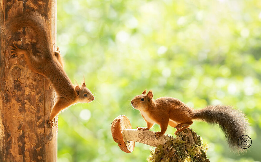 I Spent Almost A Decade Capturing Red Squirrel Photos And Here Is A Small Selection Of The Past Half Year.
