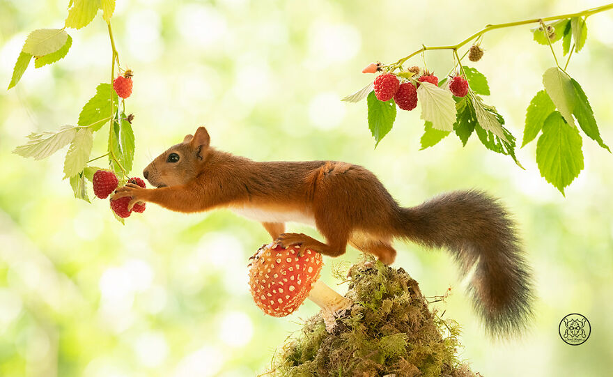 I Spent Almost A Decade Capturing Red Squirrel Photos And Here Is A Small Selection Of The Past Half Year.