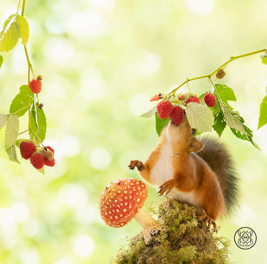 I Spent Almost A Decade Capturing Red Squirrel Photos And Here Is A Small Selection Of The Past Half Year.