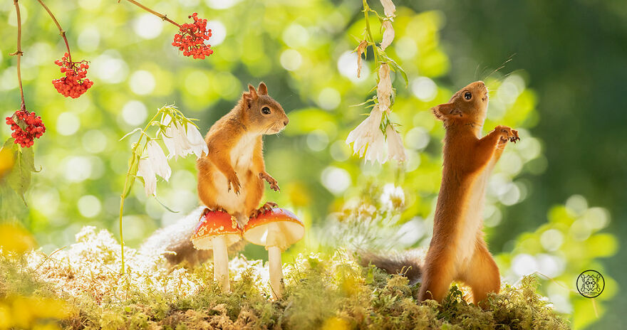 I Spent Almost A Decade Capturing Red Squirrel Photos And Here Is A Small Selection Of The Past Half Year.