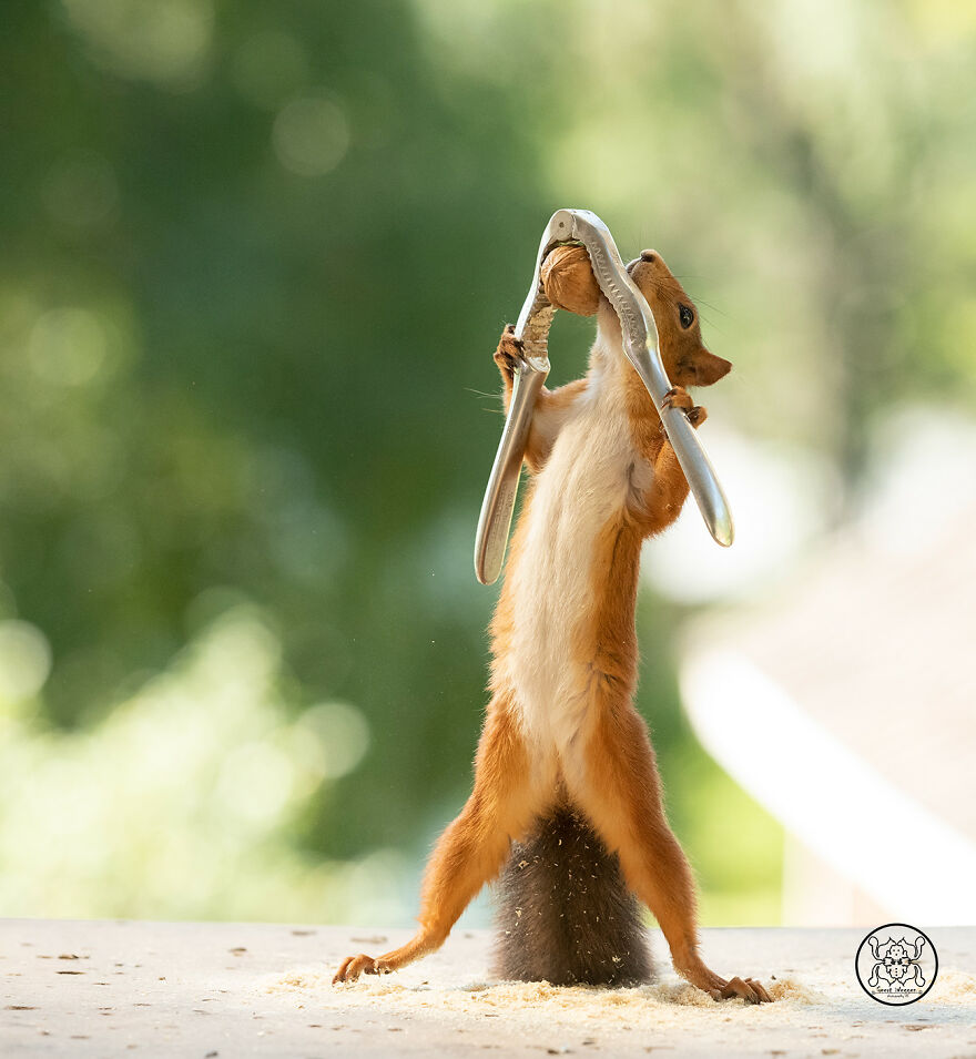 I Spent Almost A Decade Capturing Red Squirrel Photos And Here Is A Small Selection Of The Past Half Year.