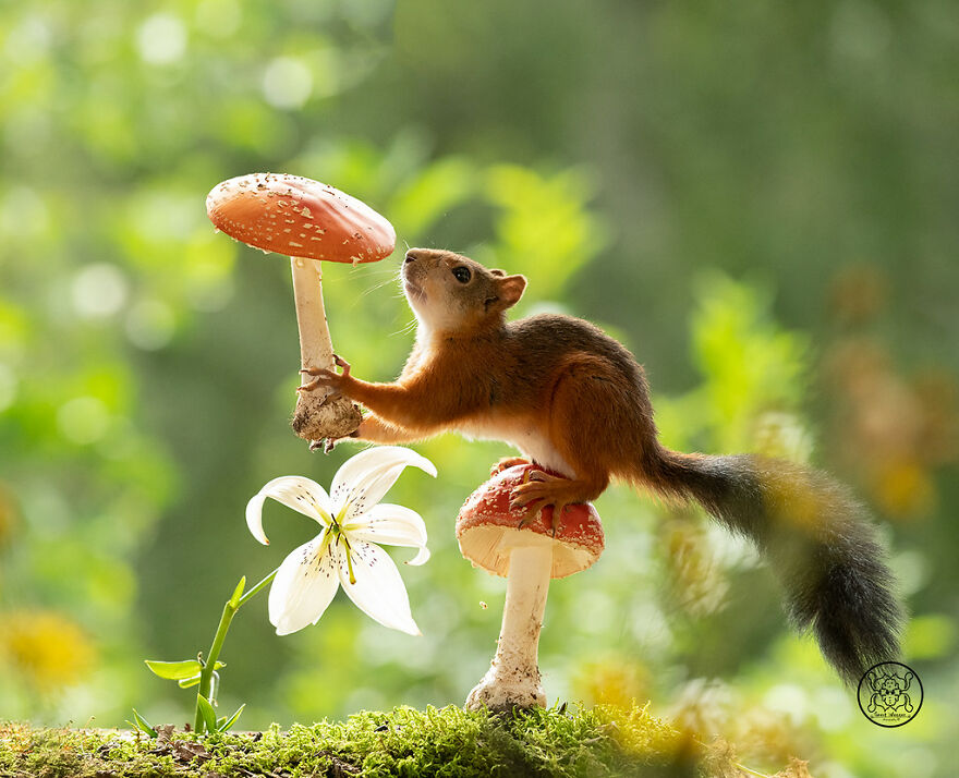 I Spent Almost A Decade Capturing Red Squirrel Photos And Here Is A Small Selection Of The Past Half Year.