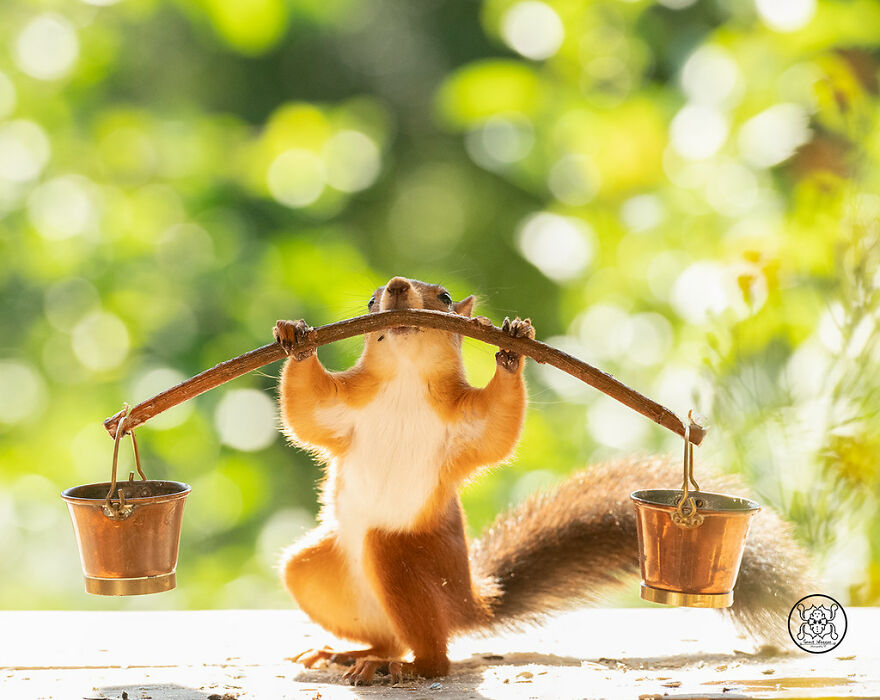 I Spent Almost A Decade Capturing Red Squirrel Photos And Here Is A Small Selection Of The Past Half Year.