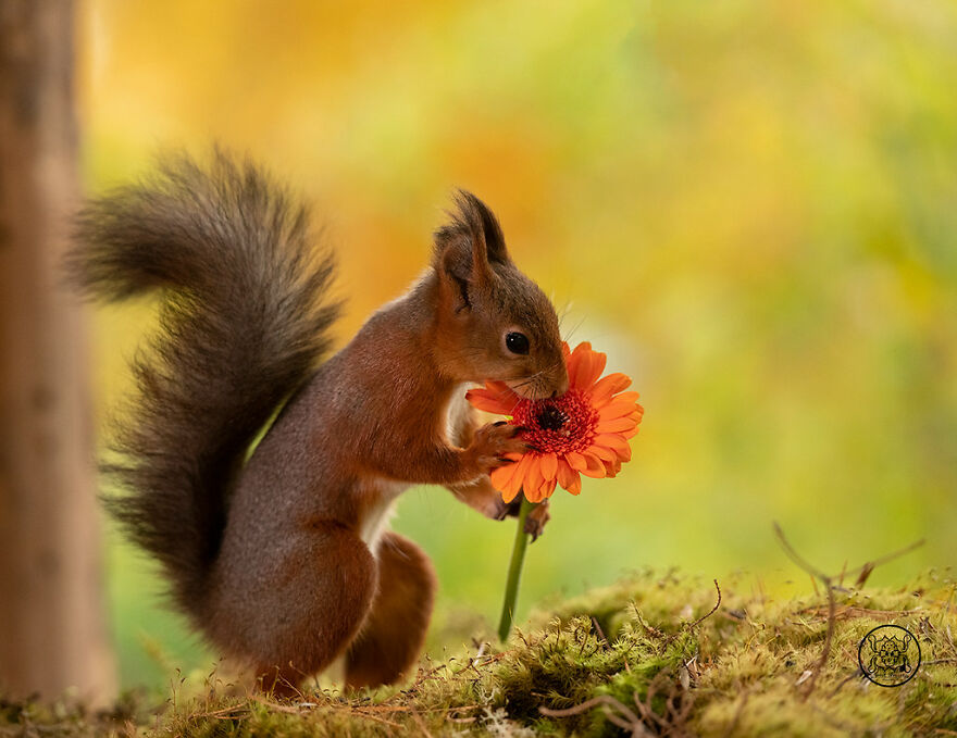 I Spent Almost A Decade Capturing Red Squirrel Photos And Here Is A Small Selection Of The Past Half Year.