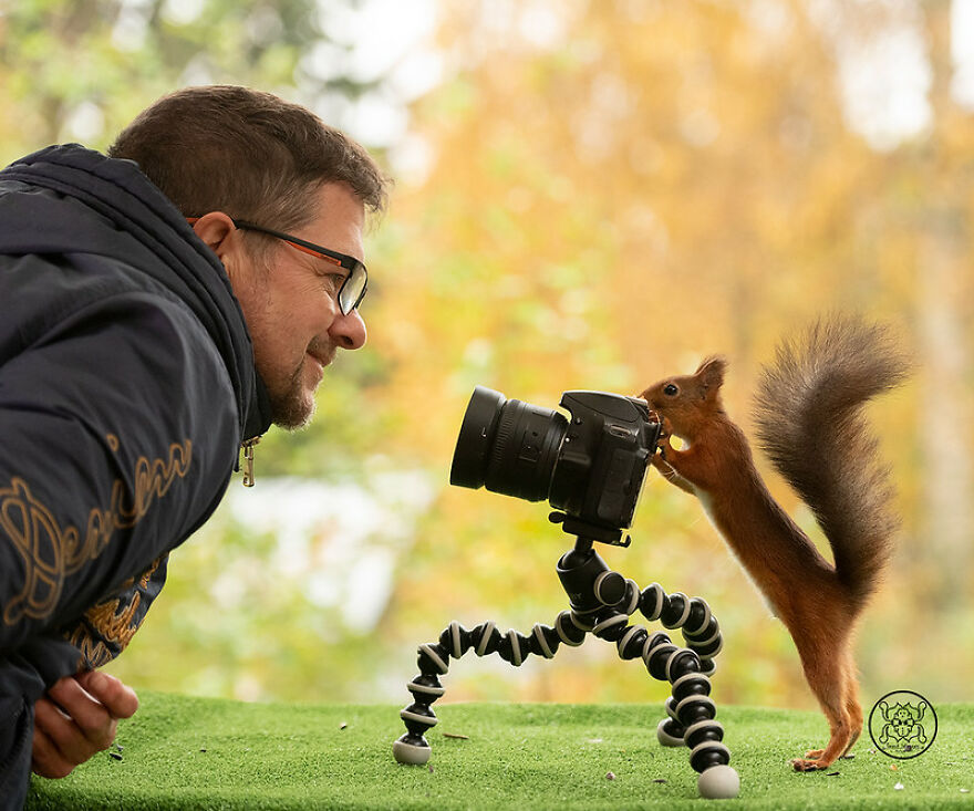 I Spent Almost A Decade Capturing Red Squirrel Photos And Here Is A Small Selection Of The Past Half Year.