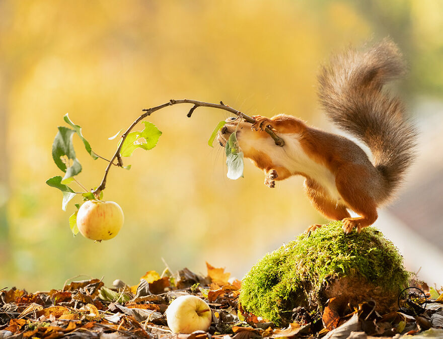 I Spent Almost A Decade Capturing Red Squirrel Photos And Here Is A Small Selection Of The Past Half Year.