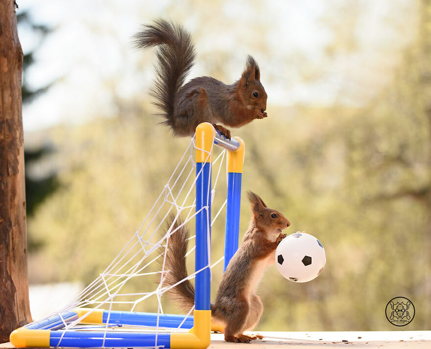 I Spent Almost A Decade Capturing Red Squirrel Photos And Here Is A Small Selection Of The Past Half Year.