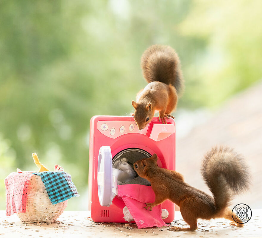 I Spent Almost A Decade Capturing Red Squirrel Photos And Here Is A Small Selection Of The Past Half Year.